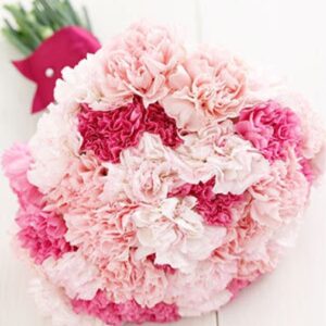 Carnations for Mother's Day