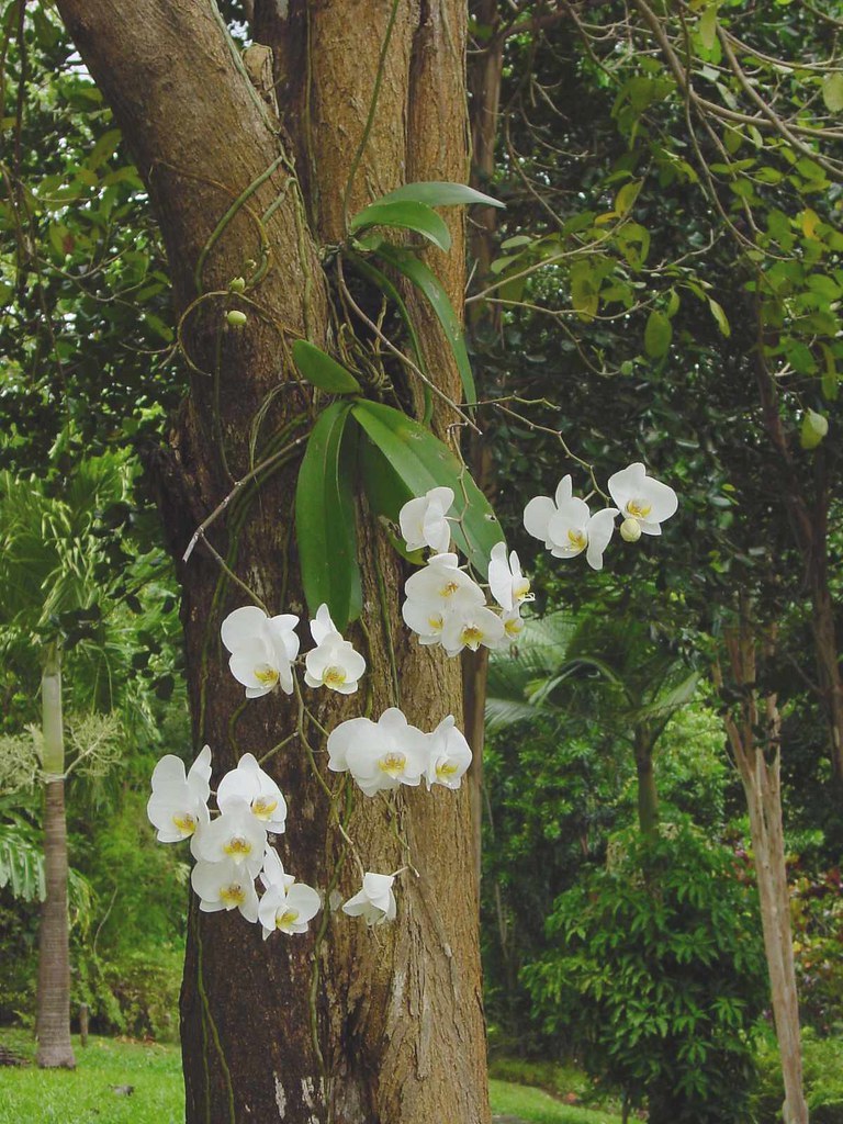 Cascading White Phalaenopsis Orchid