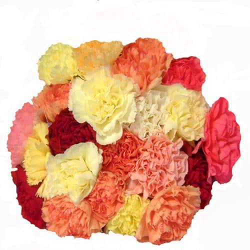 Colourful Carnations