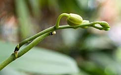 New Phalaenopsis Orchid Flower Spike From An Old Flower Spike