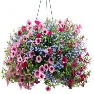 Outdoor Hanging Basket