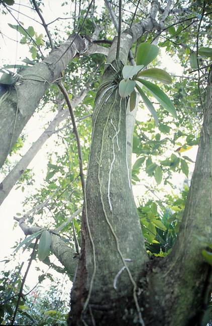 Phalaenopsis Roots on a Tree