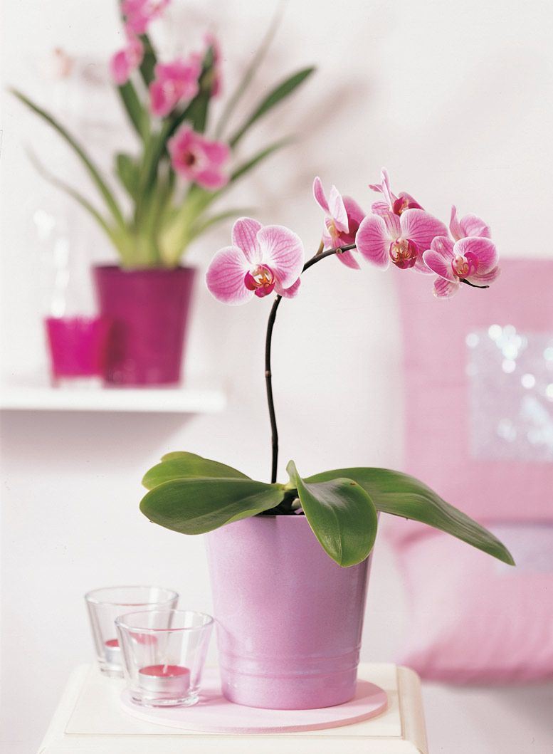 Pink Potted Phalaenopsis Orchid