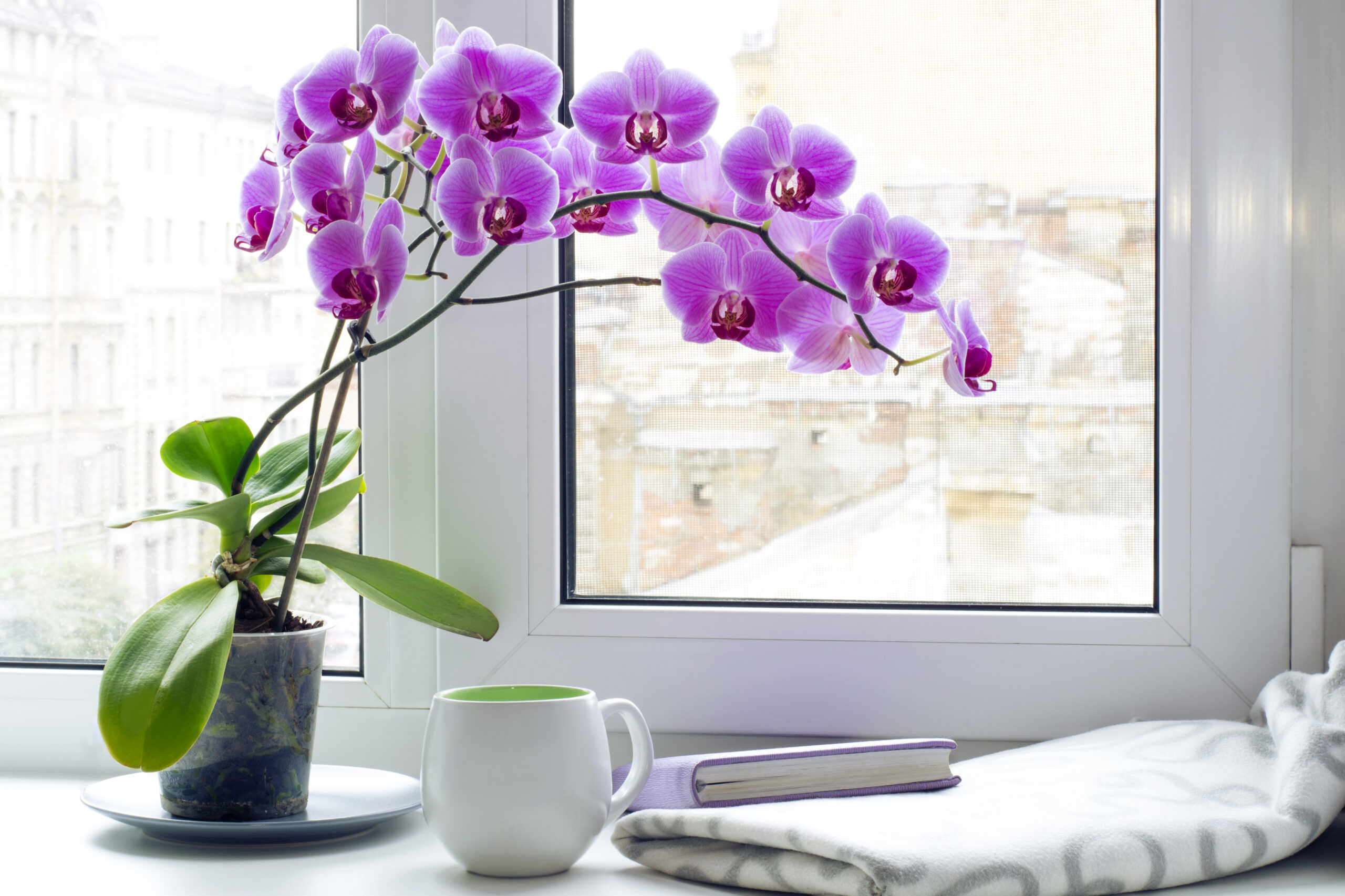 Purple Phalaenopsis Orchid