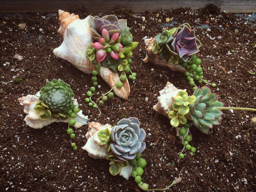 Seashell Mini Succulent Planter