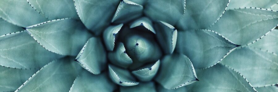 Succulent and Cactus Plant Care