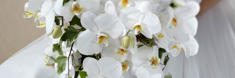Graceful Phalaenopsis Plant Care